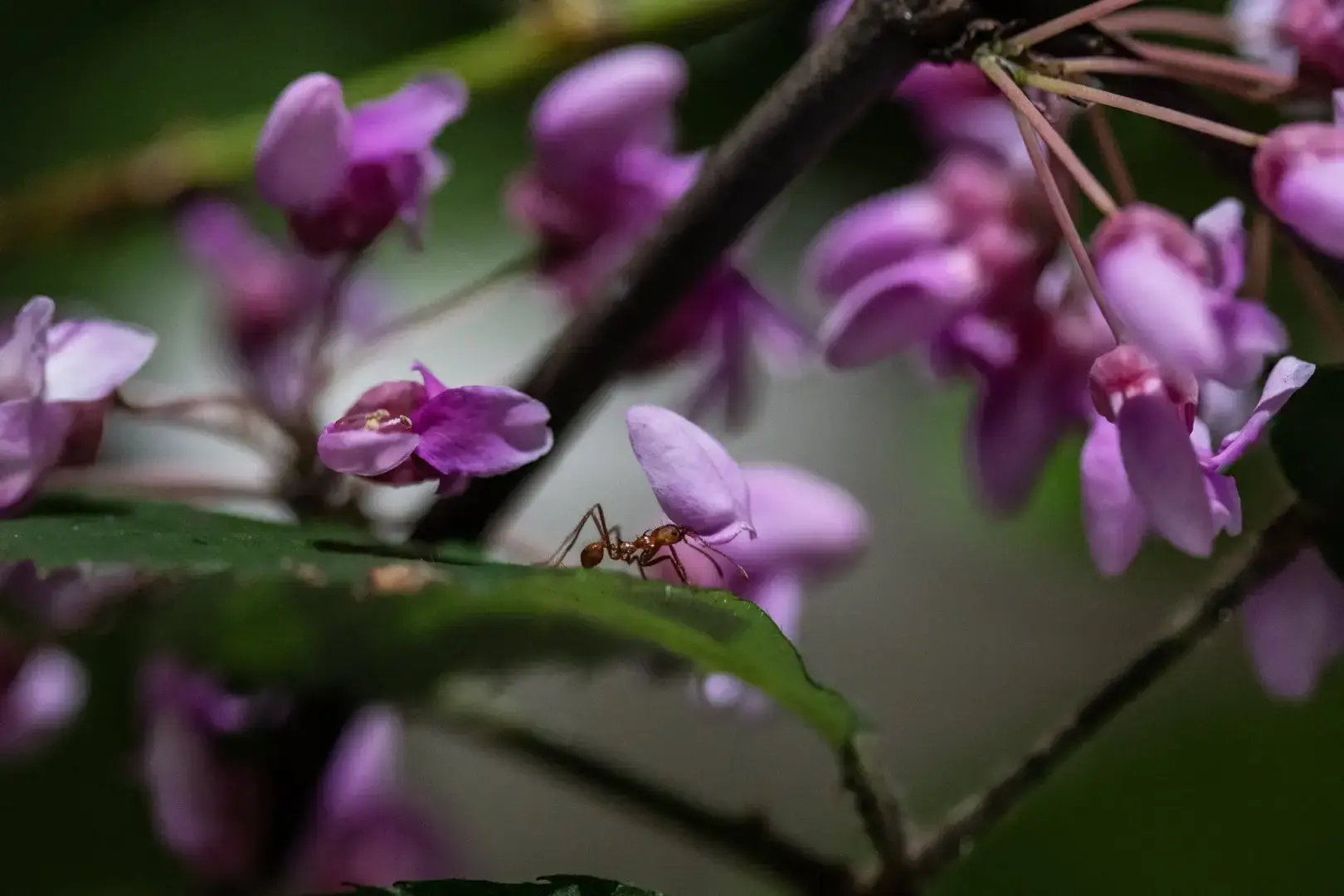 Внутри схватки, чтобы полмиллиона муравьев чувствовали себя как дома