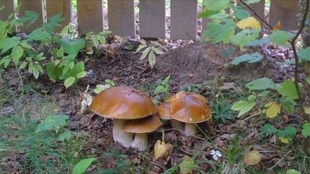 Выращиваем грибы на своем участке!!!
