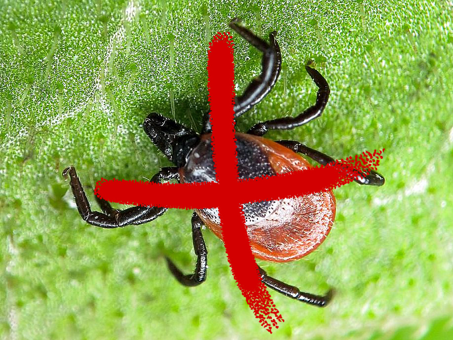 Борьба с клещами!