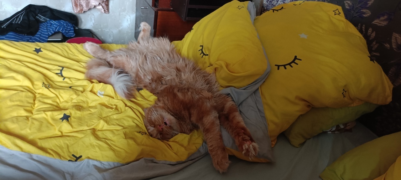 Очаровательные большие и красивые кошки породы мейн-кун