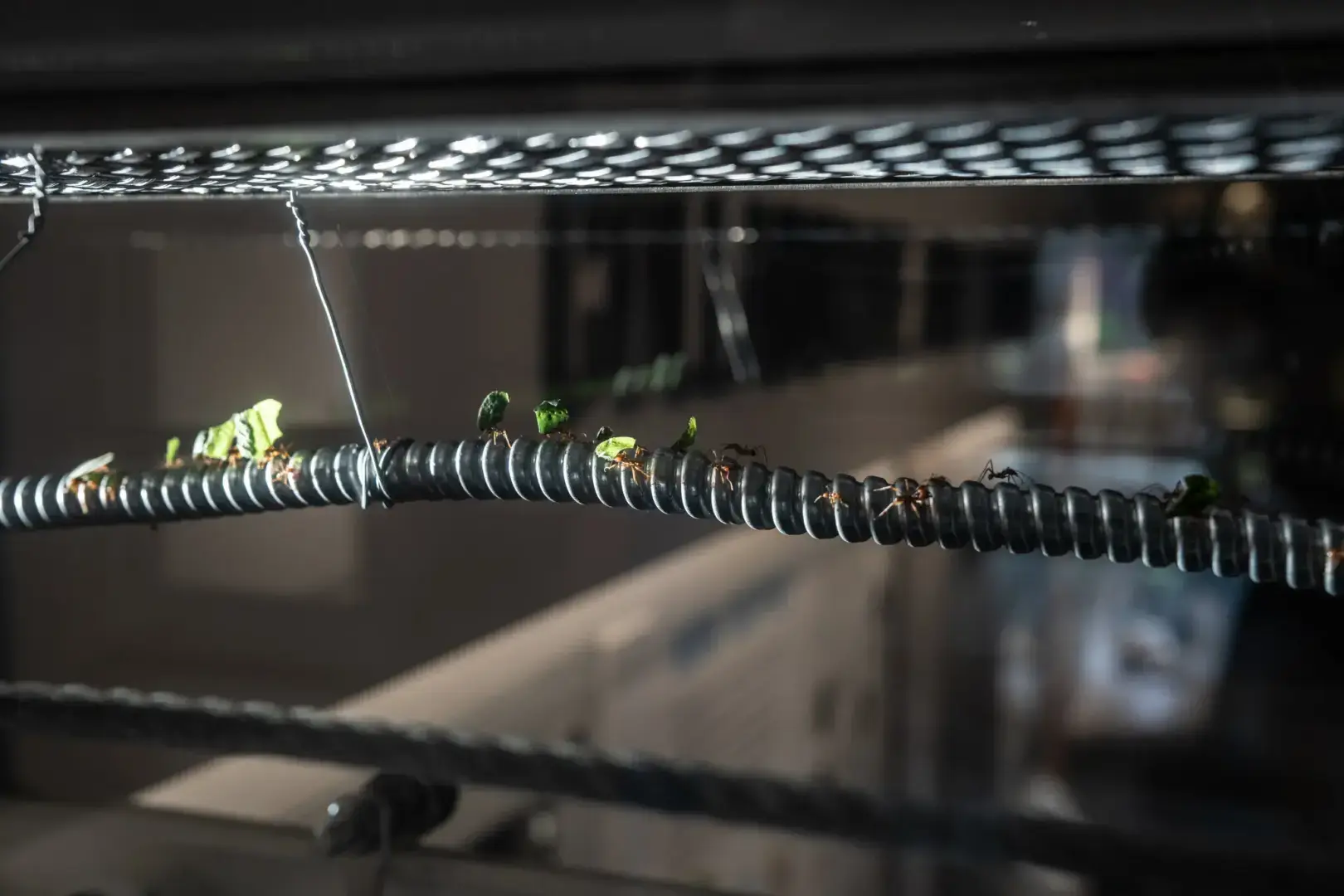 Внутри схватки, чтобы полмиллиона муравьев чувствовали себя как дома