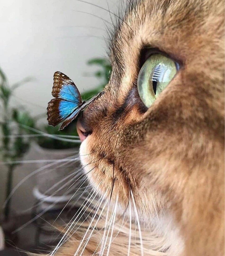 Алкашка!Майские праздники!Дачные мытарства Казимира продолжаются.«Срок содержания под стражей» продлен! Глава №1 дневника кота Казимира (продолжение)