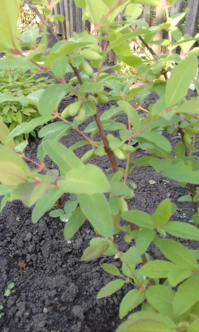 Синеокая соперница клубники. Жимолость - первая летняя ягодка.