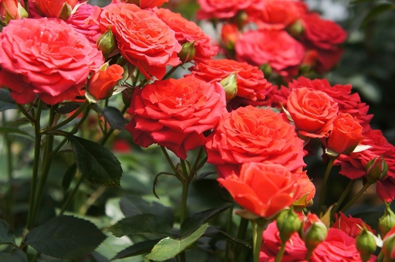 Штраф до 300 000 рублей и реальный тюремный срок за розы на участке – разбираем нюансы