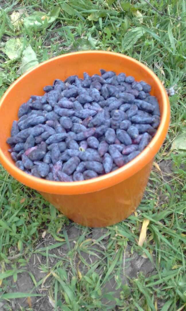 Преображение моей дачи: как из шести соток создать райский плодоносящий сад и цветущий уголок, делюсь своим опытом.