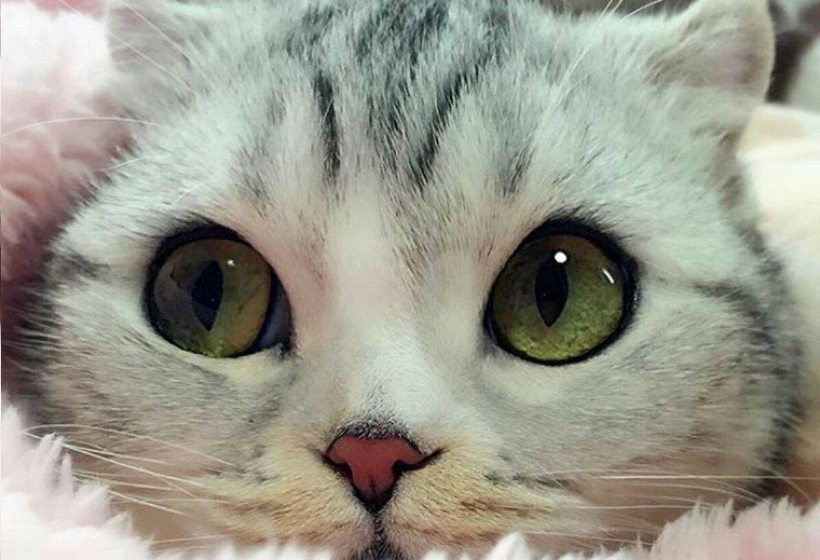 Кошка! Почему кошка пытается нас накормить, и питомцы издают звуки на тех частотах, что и плачущий младенец