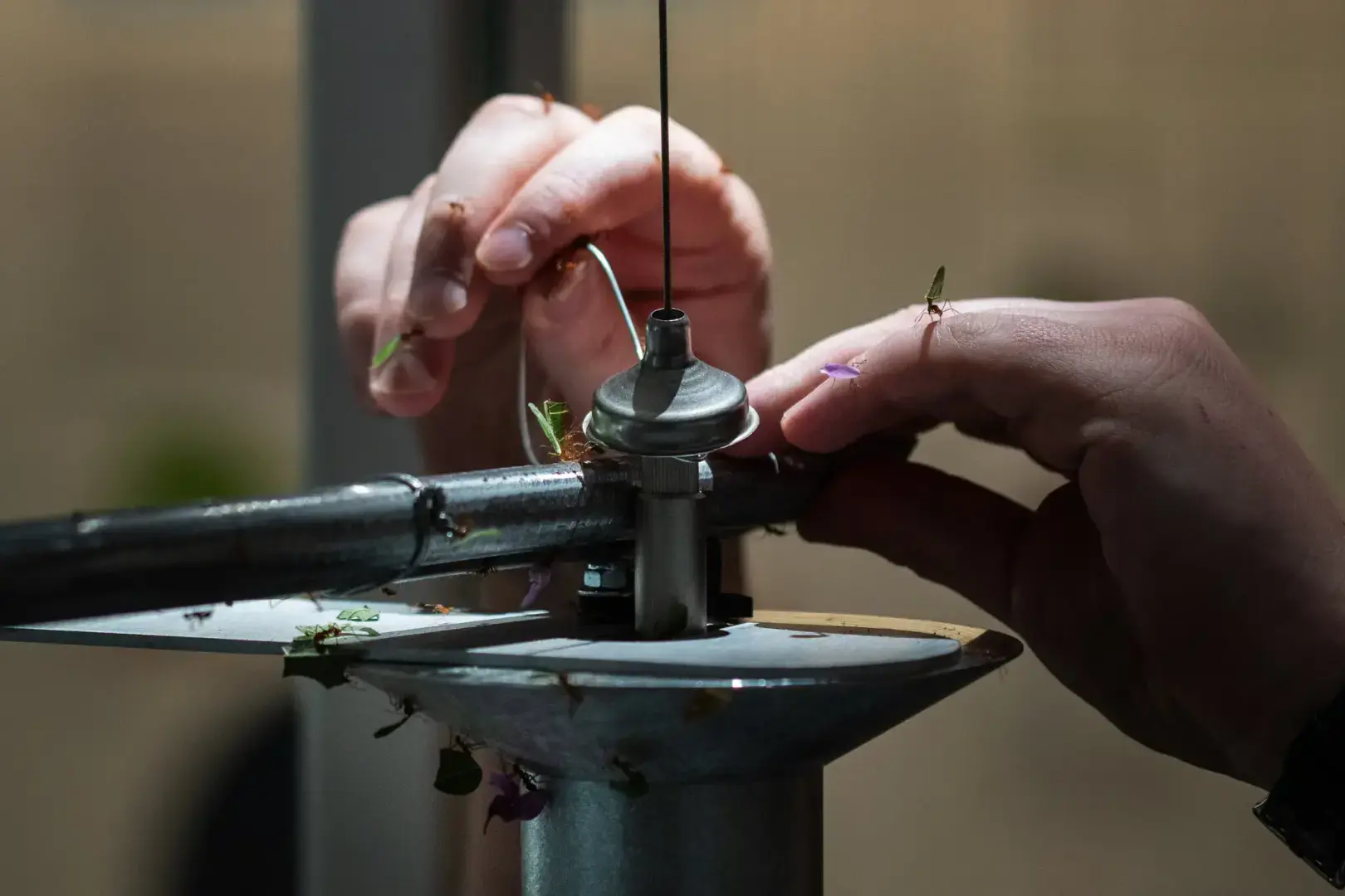 Внутри схватки, чтобы полмиллиона муравьев чувствовали себя как дома