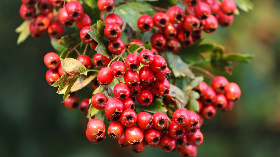 Рассказ про боярышник