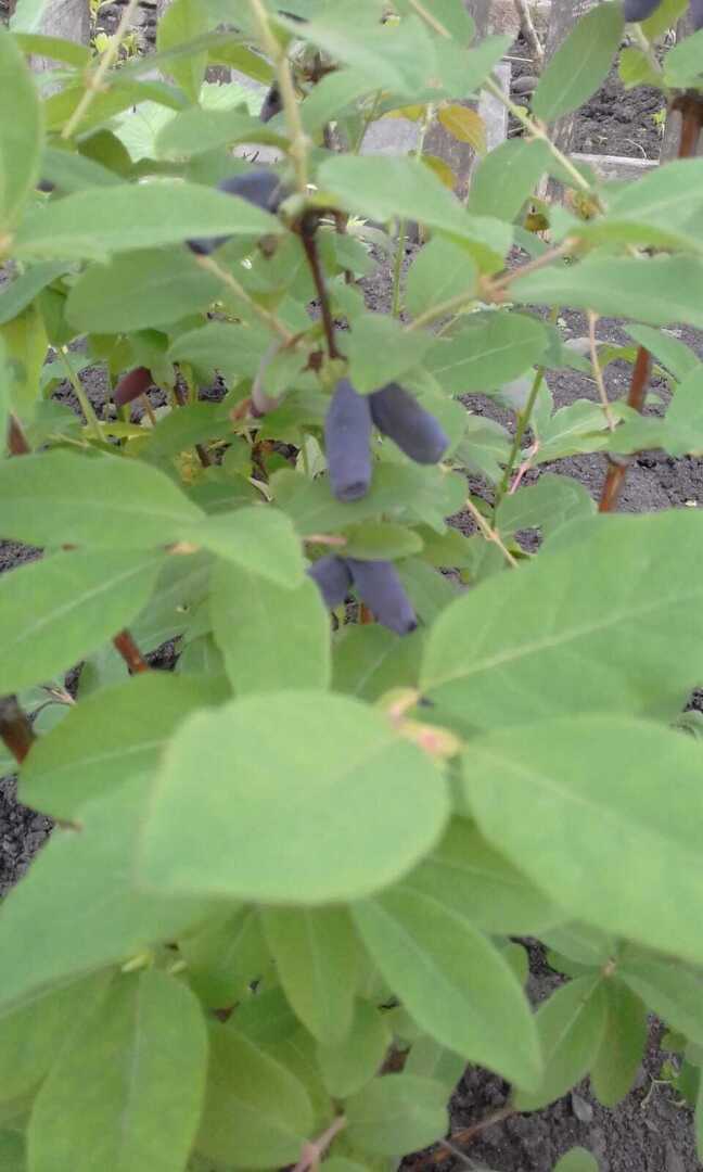 Синеокая соперница клубники. Жимолость - первая летняя ягодка.