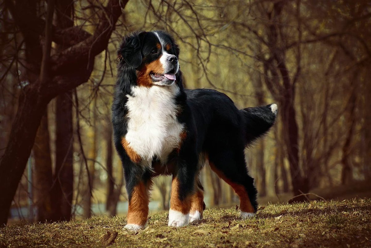 Топ 10 самых красивых пород собак