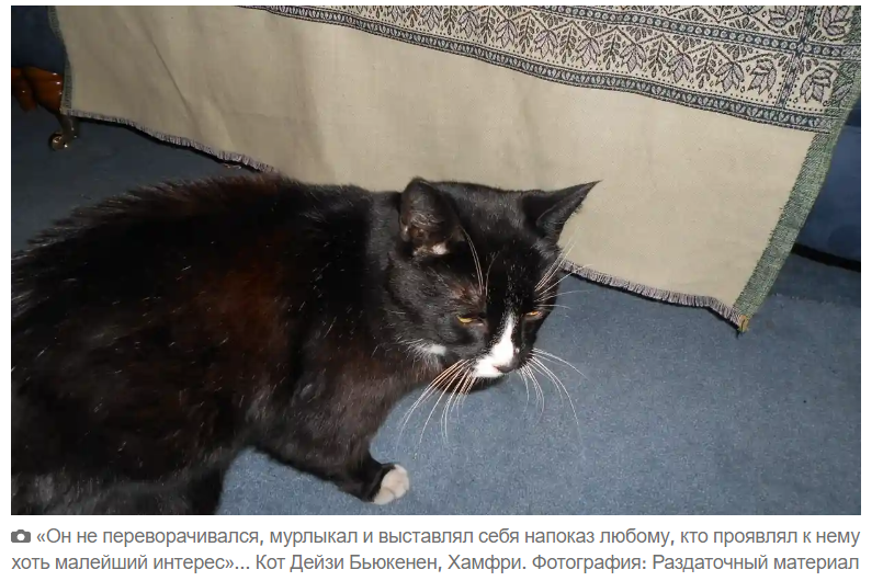 Питомец, которого я никогда не забуду: кот Хамфри какал в наши тапочки и научил меня любви
