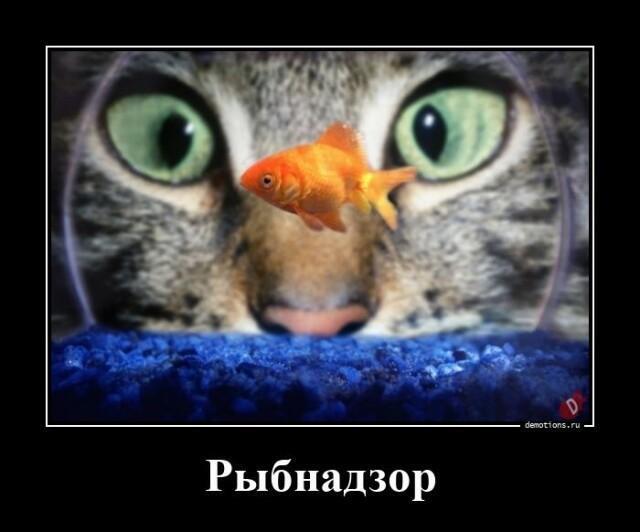 Весёлые картинки (часть 49)