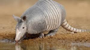 Самые редкие виды животных.