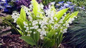 Ландыши - это растения семейства аспарагусовых.