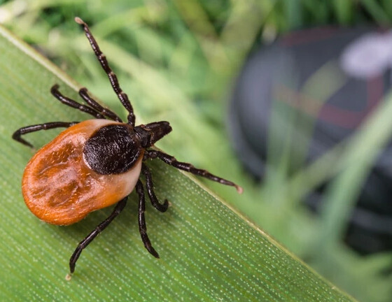Группа крови, которую не любят клещи. Эти люди - счастливчики. Клещи будут держаться подальше. Просто сделайте одну вещь