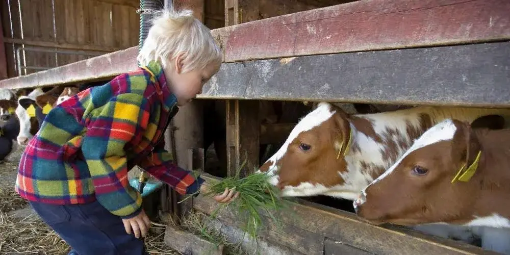 Телячьи нежности.