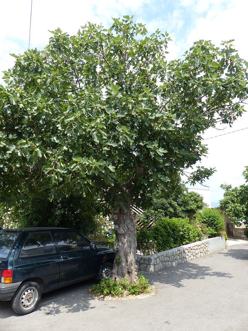 Рассказ про инжир