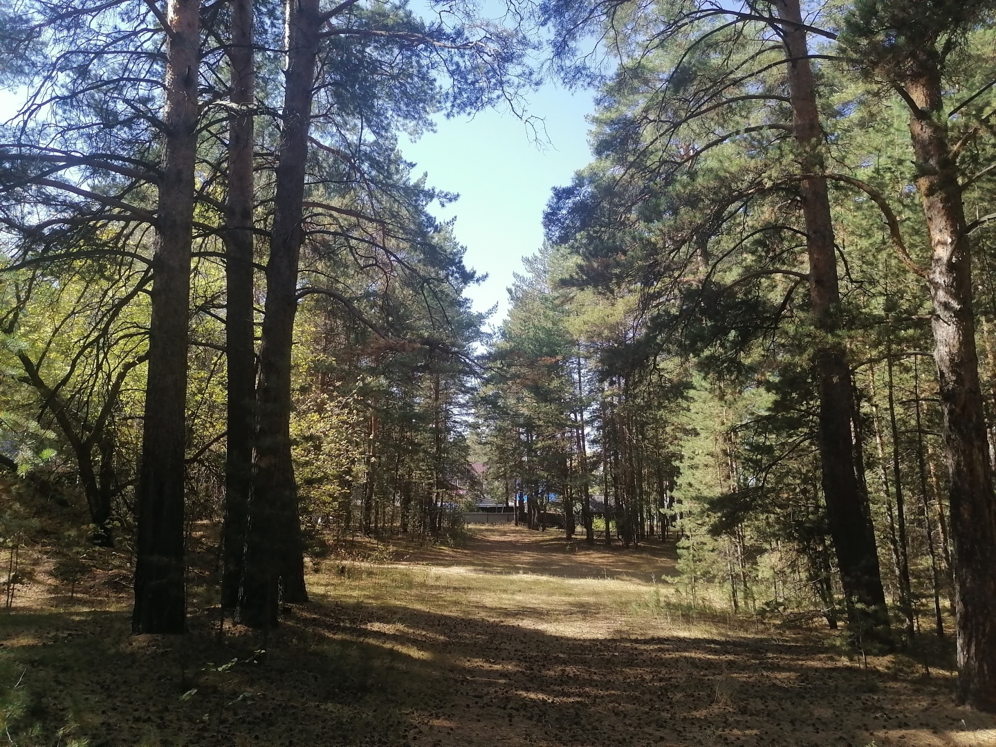 Пошёл в лес: возьми Красную книгу! Лишение свободы до 9 лет и штраф до 3 млн. рублей для грибников и любителей гулять по лесу уже в 2023 год