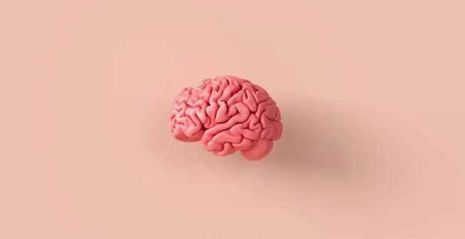 Исследование моторной коры: эффекторные области чередуются с сомато-когнитивной сетью действий