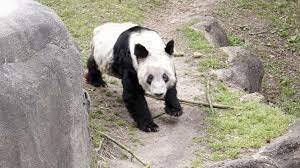 Как панда в США усилила китайские националистические настроения.