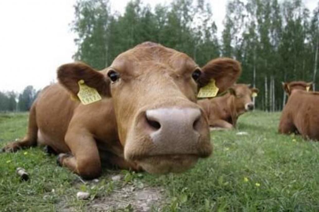 Эстония лидирует в инновационном решении по сокращению выбросов коровьего пука