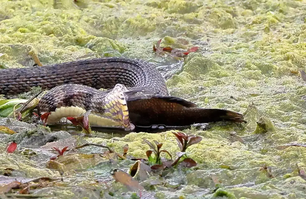 Фотограф-любитель запечатлел шокирующие кадры большой техасской змеи, разжимающей челюсти, чтобы проглотить рыбу