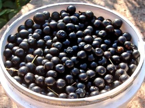 Рассказ про черёмуху