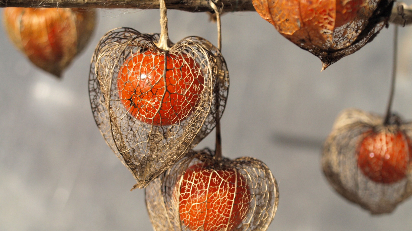 Рассказ про физалис