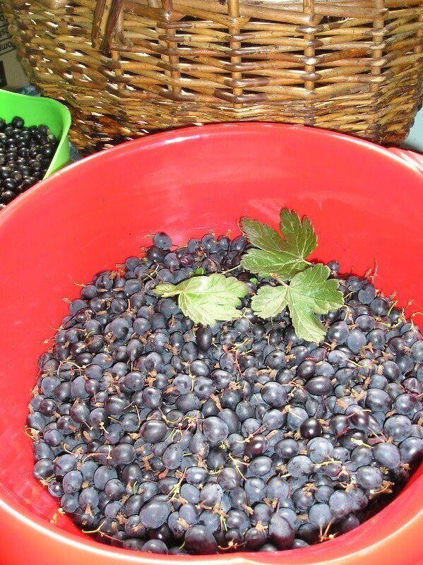 Рассказ про йошту