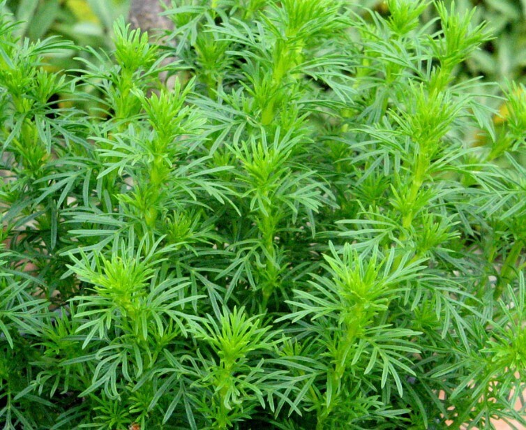 5 необычных трав. Знаете ли вы их?