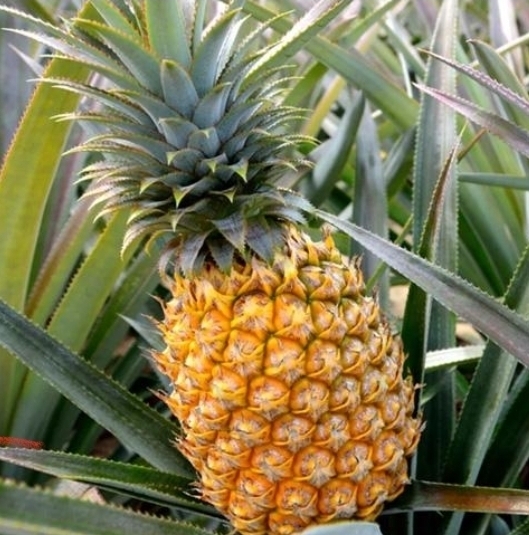 Рассказ про ананас