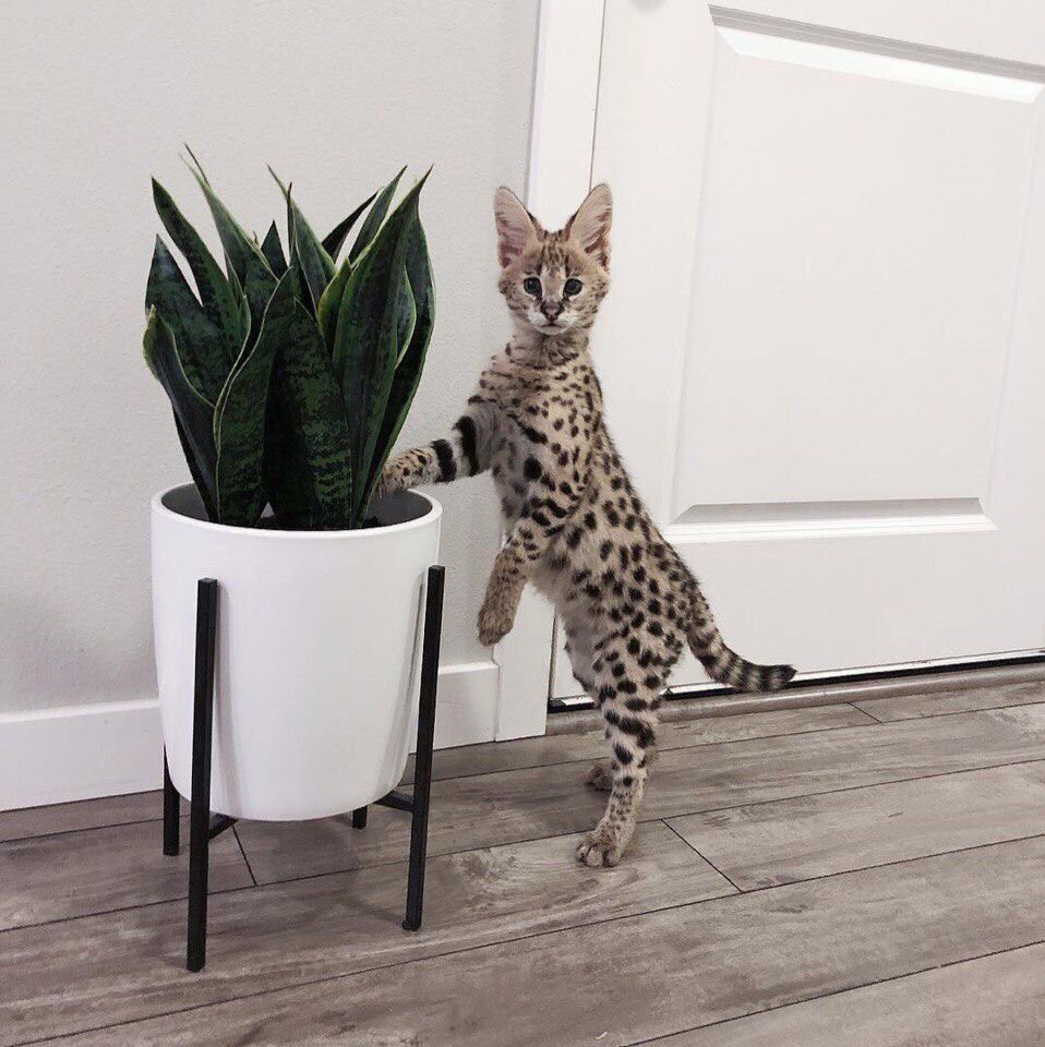 Кот- это друг, который никогда не пытался с вами дружить.