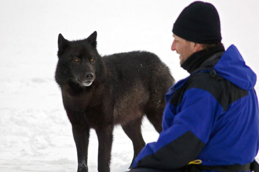 Невероятная история сообщества жителей Аляски, которые подружились с местным волком