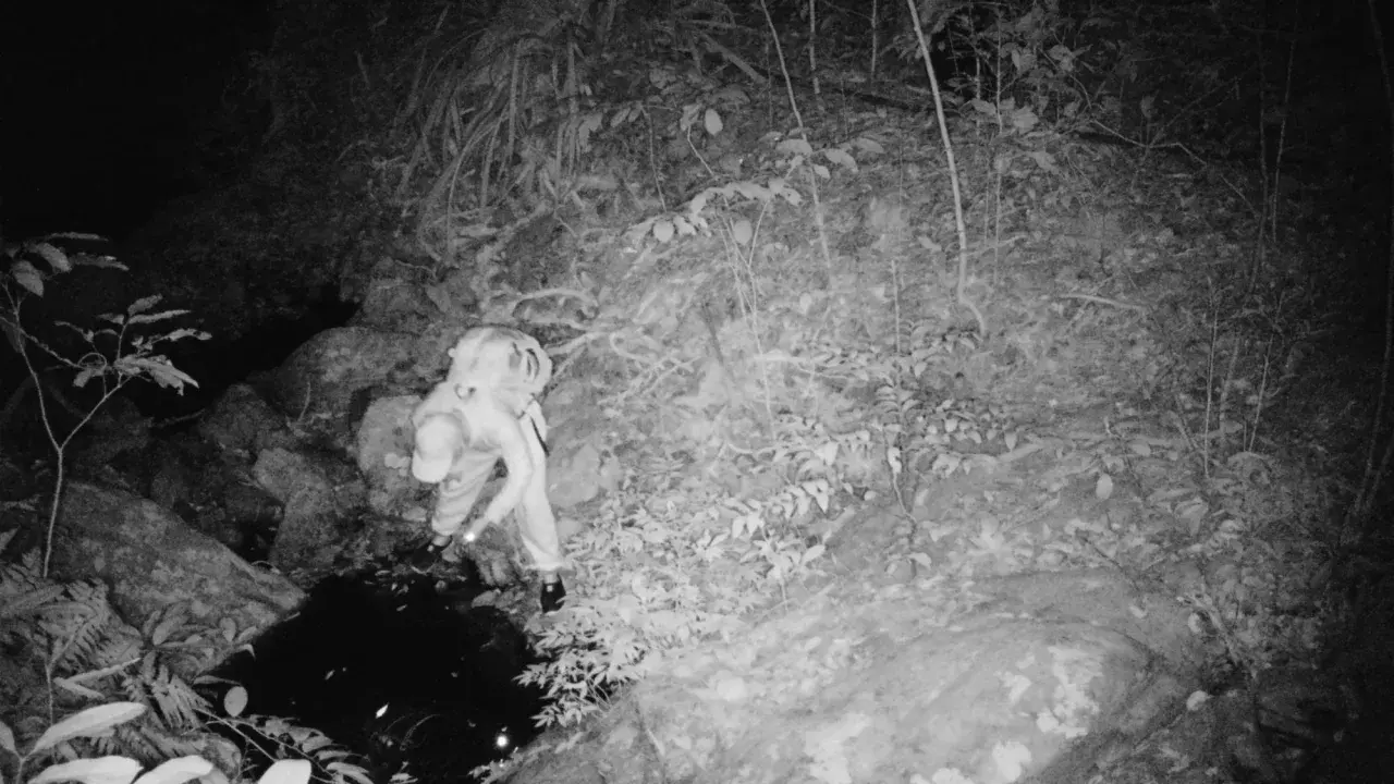 Взгляните внимательно на этих удивительно выглядящих черепах. Они скоро могут исчезнуть.