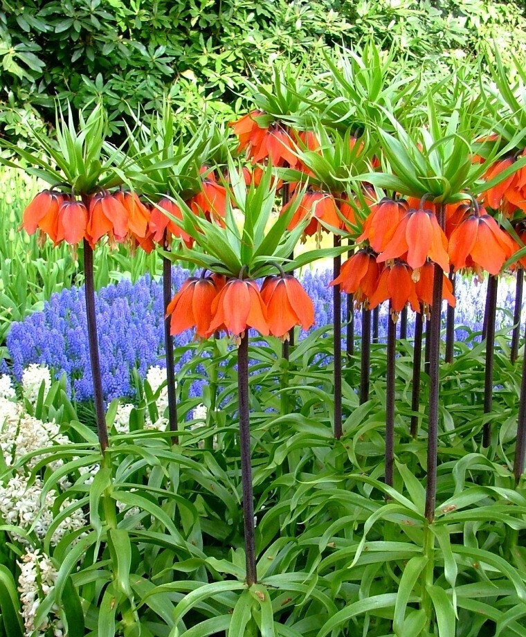 Обязательно посадите в саду необычный, экзотический цветок- "Фритиллярию" и он ранней весной порадует вас своей красотой!