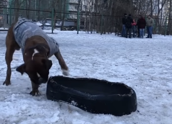 Почему-то, когда собаки заходят на детскую площадку - это ужас, а вот когда дети идут на площадку для собак - это нормально. Как оградиться от этого?