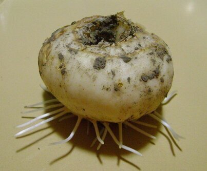 Обязательно посадите в саду необычный, экзотический цветок- "Фритиллярию" и он ранней весной порадует вас своей красотой!