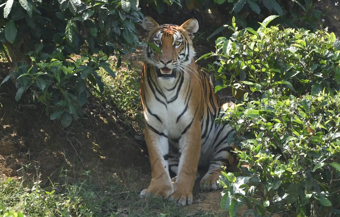 Лучшие фотографии дикой природы этой недели, включая новорожденных черепах, спасенного леопарда и белых носорогов