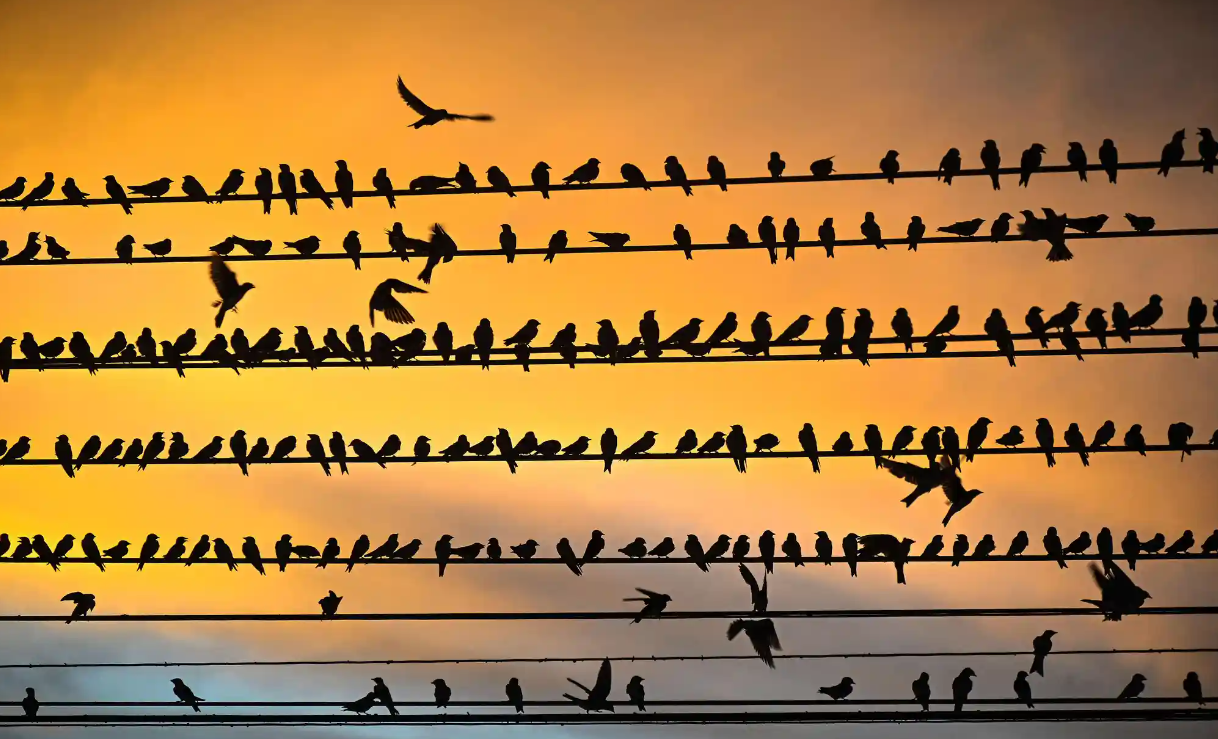 Лучшие фотографии дикой природы этой недели, включая новорожденных черепах, спасенного леопарда и белых носорогов