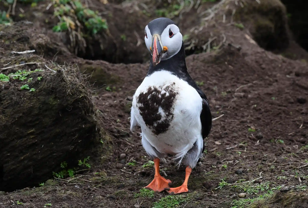 Лучшие фотографии дикой природы этой недели, включая новорожденных черепах, спасенного леопарда и белых носорогов