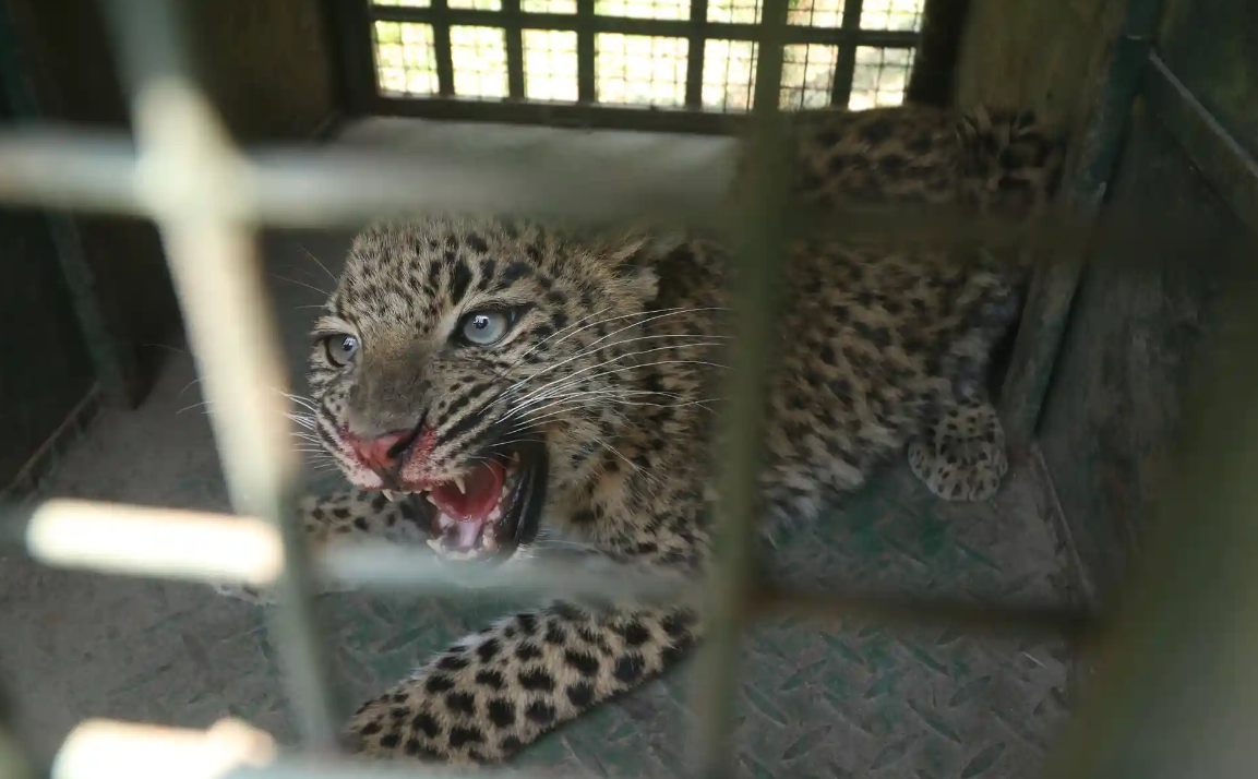 Лучшие фотографии дикой природы этой недели, включая новорожденных черепах, спасенного леопарда и белых носорогов