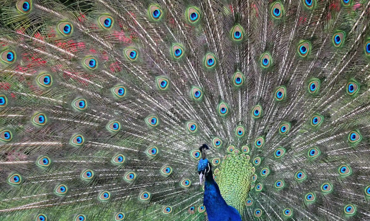 Лучшие фотографии дикой природы этой недели, включая новорожденных черепах, спасенного леопарда и белых носорогов