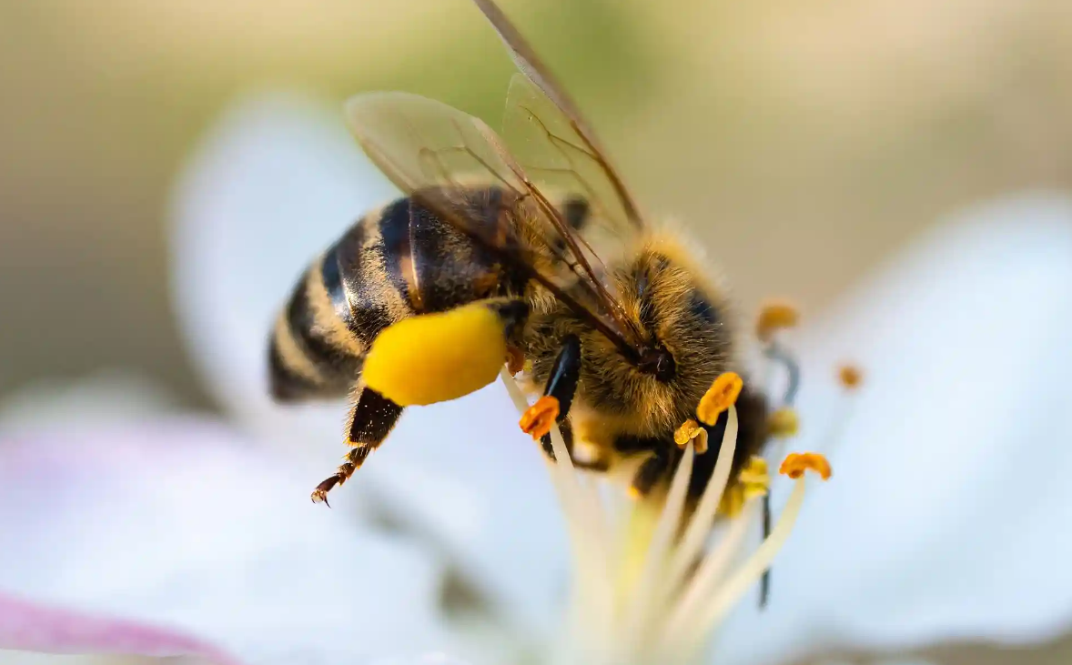 Лучшие фотографии дикой природы этой недели, включая новорожденных черепах, спасенного леопарда и белых носорогов