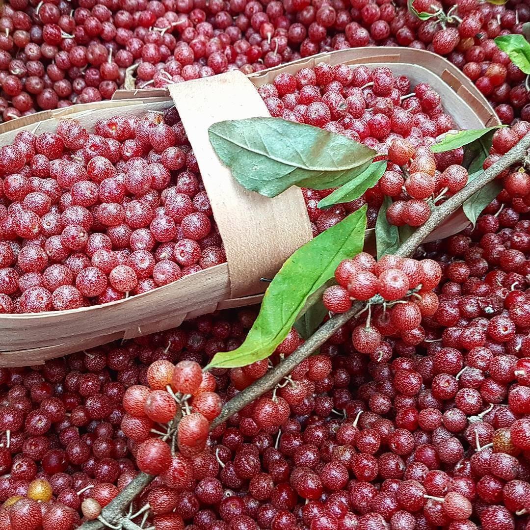 Рассказ про шефердию серебристую