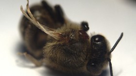 Поедание цветов губит комаров, поскольку нектар распространяет вирус медоносных пчел среди кровососущих