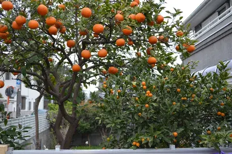 Рассказ про танжерин