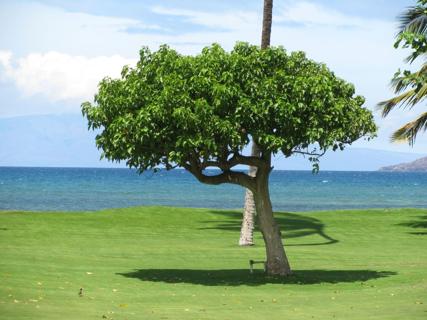 Рассказ про бергамот