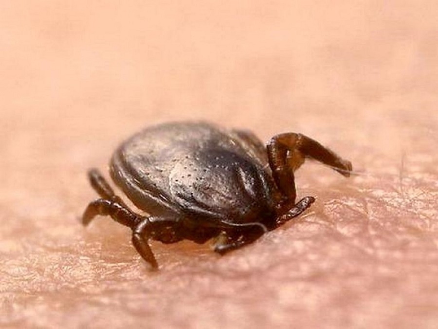 «Сбер-Страхования_: защита от укуса клеща!