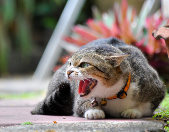 Почему говорят, что у кошки девять жизней?