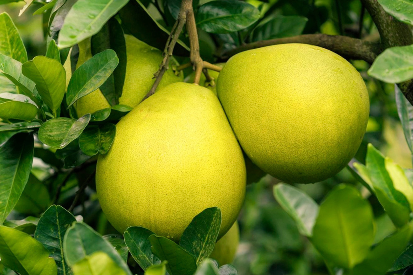 Рассказ про помело